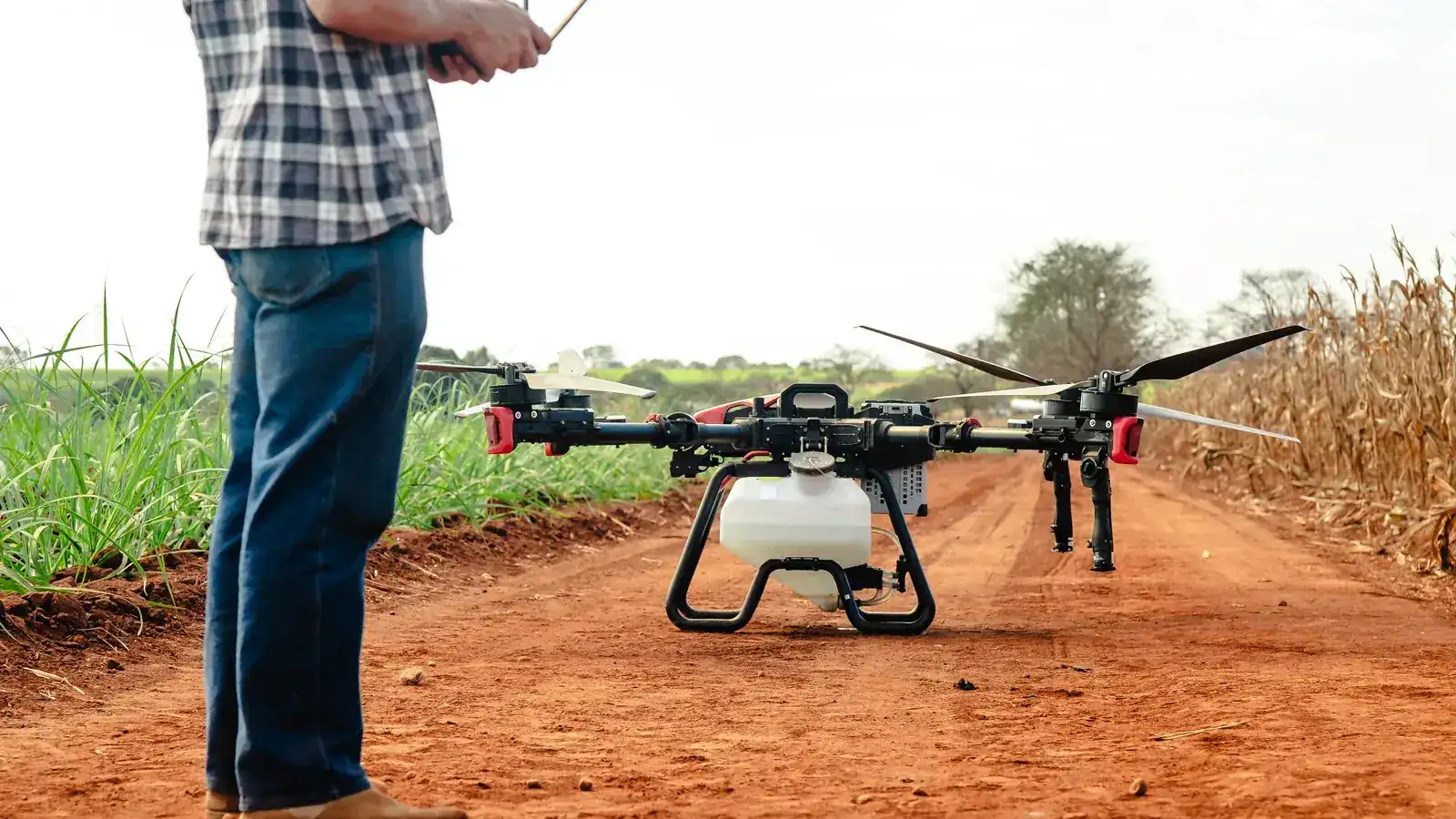 A farmer standing over a small unbranded spray drone parked on a dirt track between a cane field and a corn field, controller in hand.